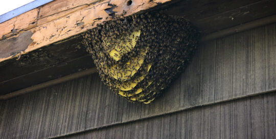 Multi-layered Bee Hive hanging from eave of Roof