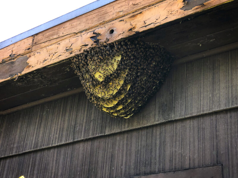 Multi Layered Bee Hive hanging from Roof Eave Bee Best
