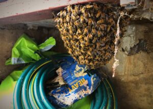 Bee sarm hanging above garden hose