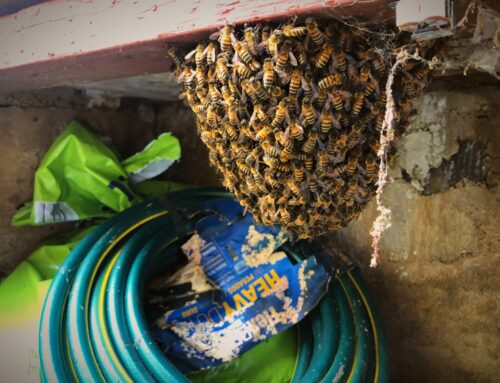 Bee Swarm Hanging Above Garden Hose