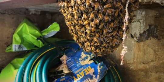 Bee sarm hanging above garden hose