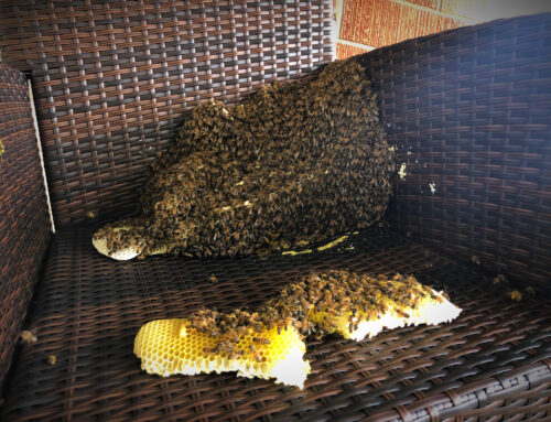 Bee Hive with Honeycomb exposed on top of patio furniture