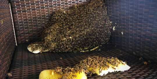 beehive-honeycomb-wicker-chair