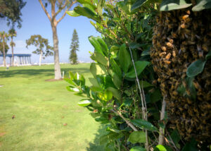 bees-bush-coronado-bridge