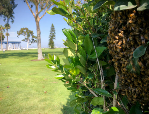 Bees in a tree over looking Coronado bridge in San Diego