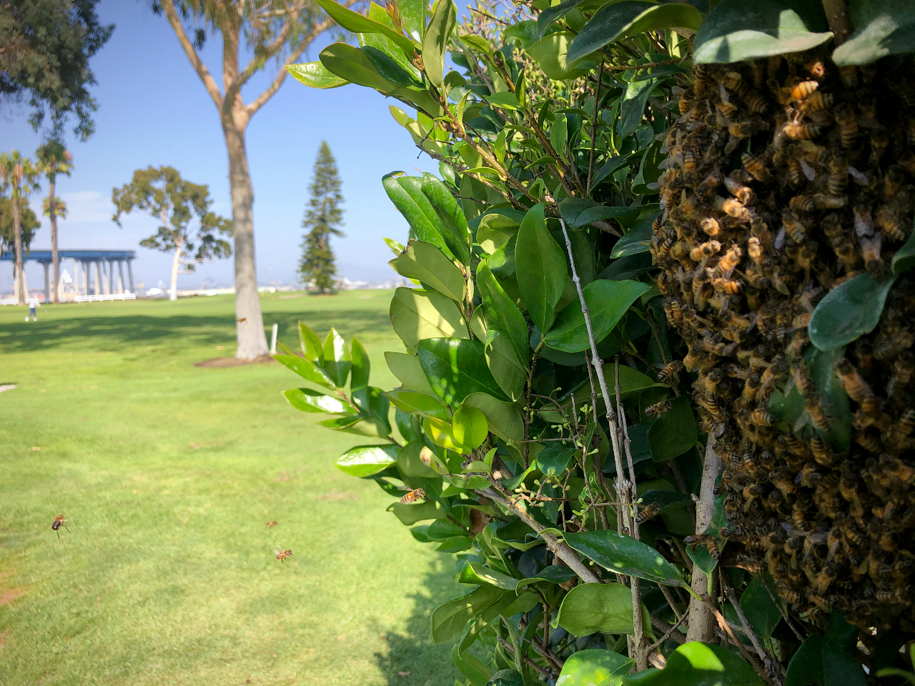 bees-bush-coronado-bridge