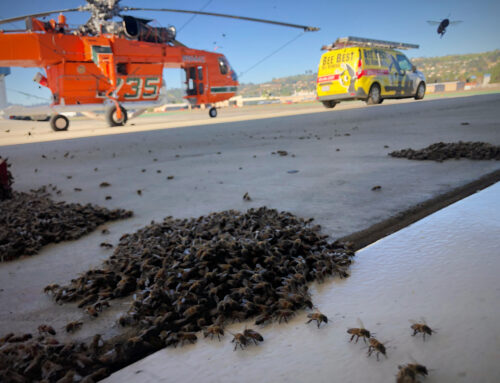 Bee Swarm scattered on a heli-pad
