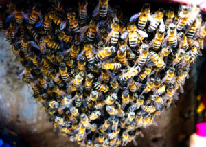 closeup-on-bee-swarm