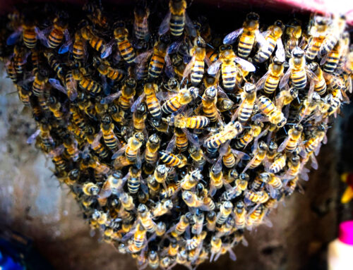 Close Up on a Young Bee Swarm