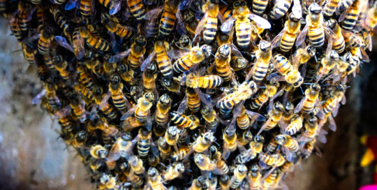 closeup-on-bee-swarm