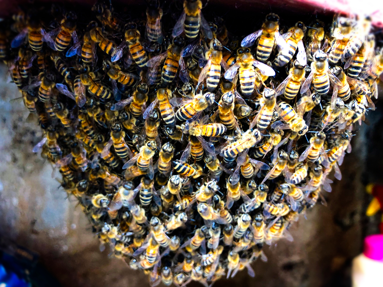 closeup-on-bee-swarm