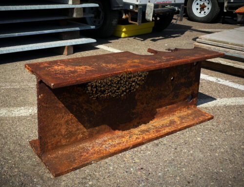 Bee Swarm hanging from Metal Girder on Construction site