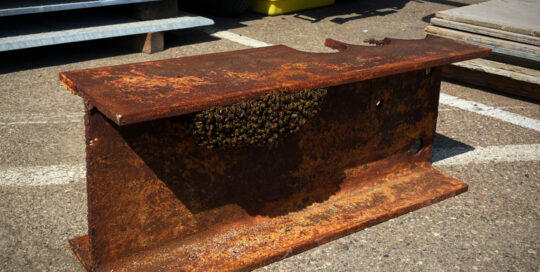 girder-bees