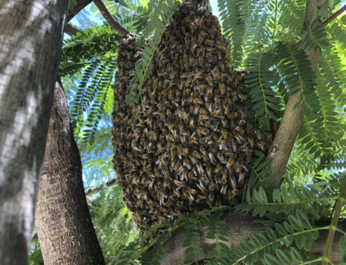 Large Bee Swarm Inside a Tree