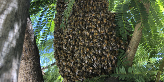 Large Bee Swarm in a tree