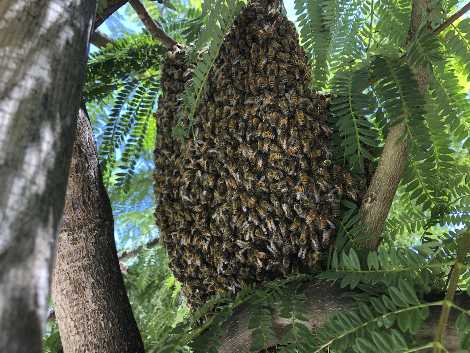 Large Bee Swarm in a tree