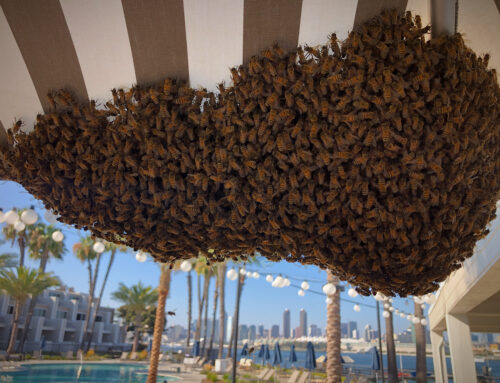 Large Swarm Along the San Diego Skyline