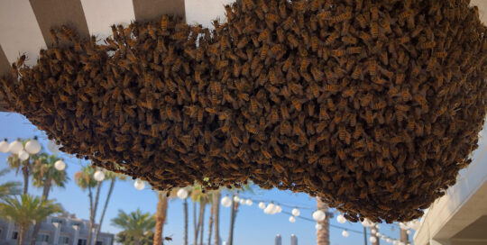 large-swarm-along-san-diego-skyline