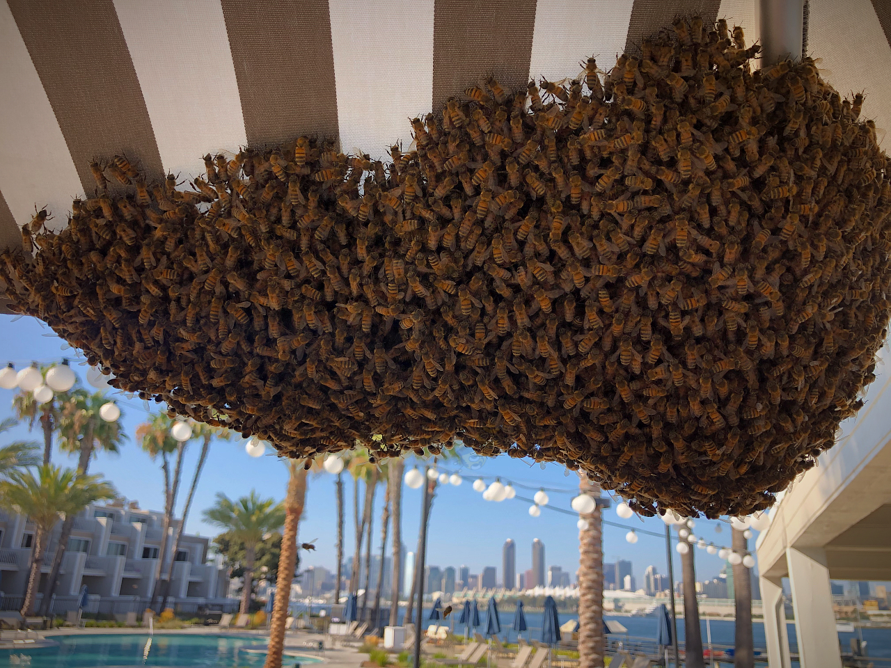 large-swarm-along-san-diego-skyline