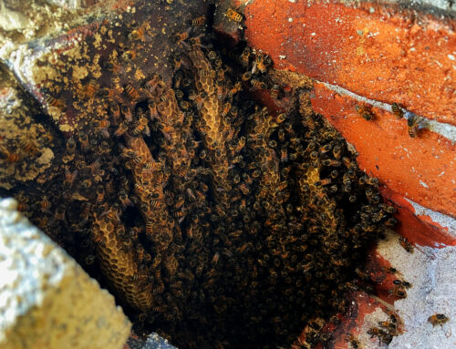 Massive Chimney Hive