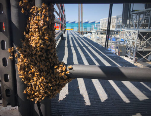 Bee swarm on a metal guard rails