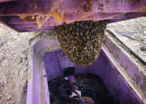 Small bee Swarm Inside a purple irrigation box
