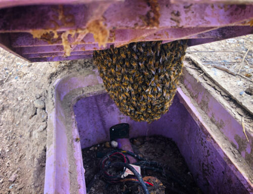 Small Bee Swarm Inside a Purple Irrigation Box