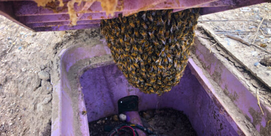 Small bee Swarm Inside a purple irrigation box