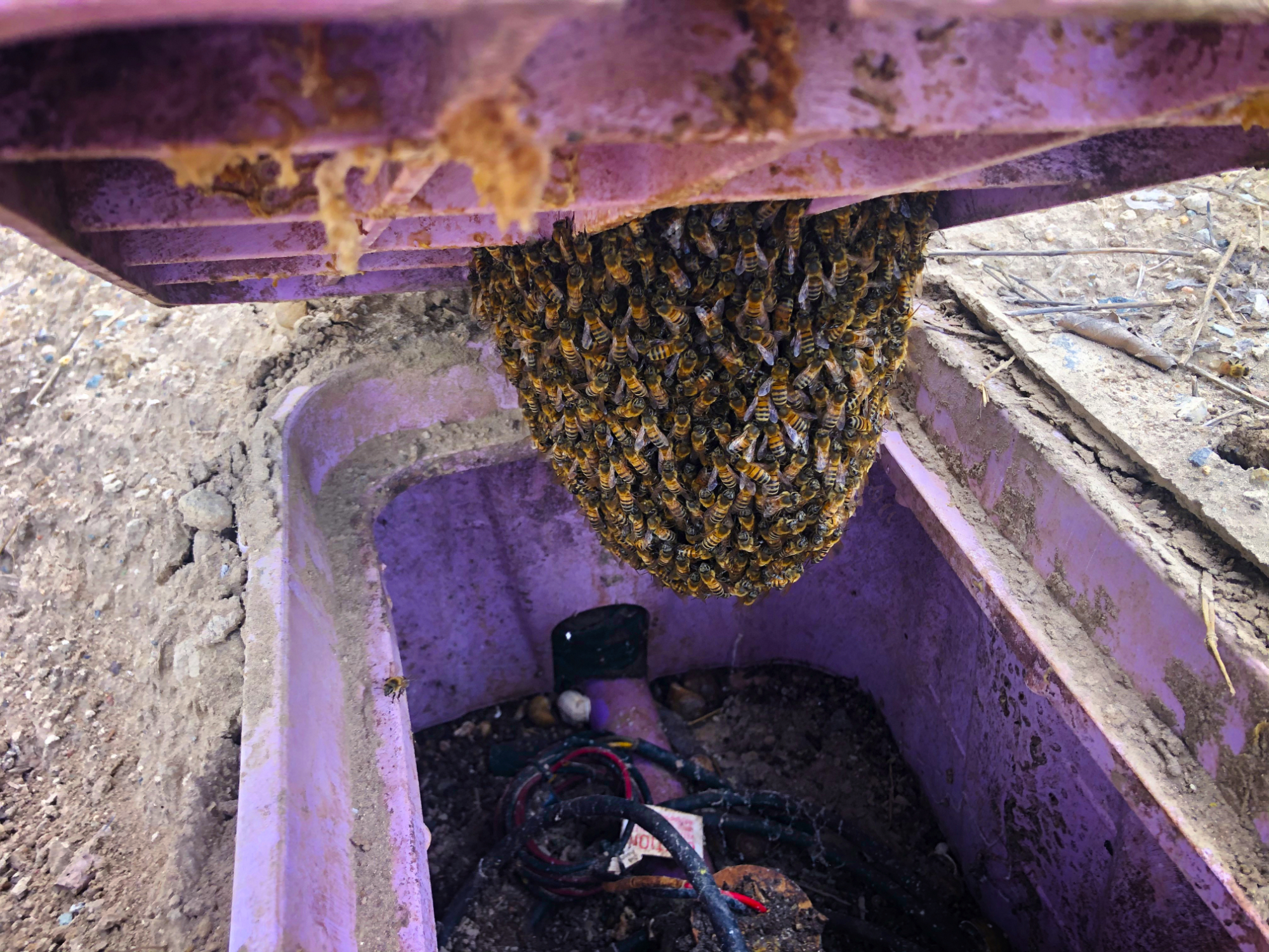 Small bee Swarm Inside a purple irrigation box