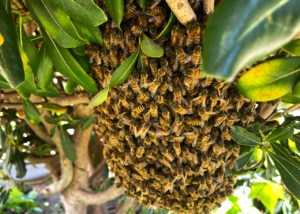 sunny-bee-swarm-thick-tree