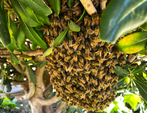 Bee Swarm inside a thick tree on a sunny day