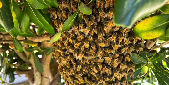 sunny-bee-swarm-thick-tree