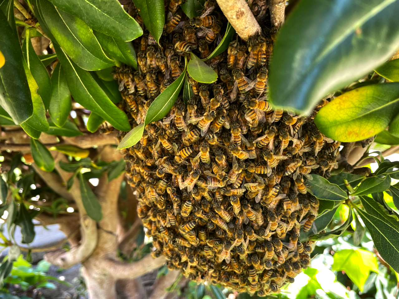 sunny-bee-swarm-thick-tree