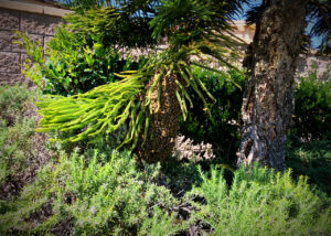 super-large-bee-swarm-on-tree-branch