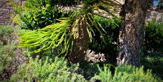 super-large-bee-swarm-on-tree-branch