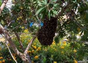 swarm-in-tree-yellow-flowers2