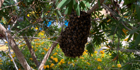 swarm-in-tree-yellow-flowers2