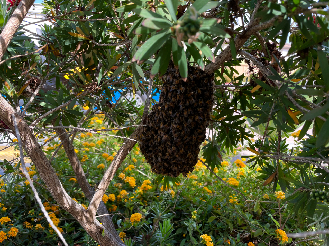 swarm-in-tree-yellow-flowers2