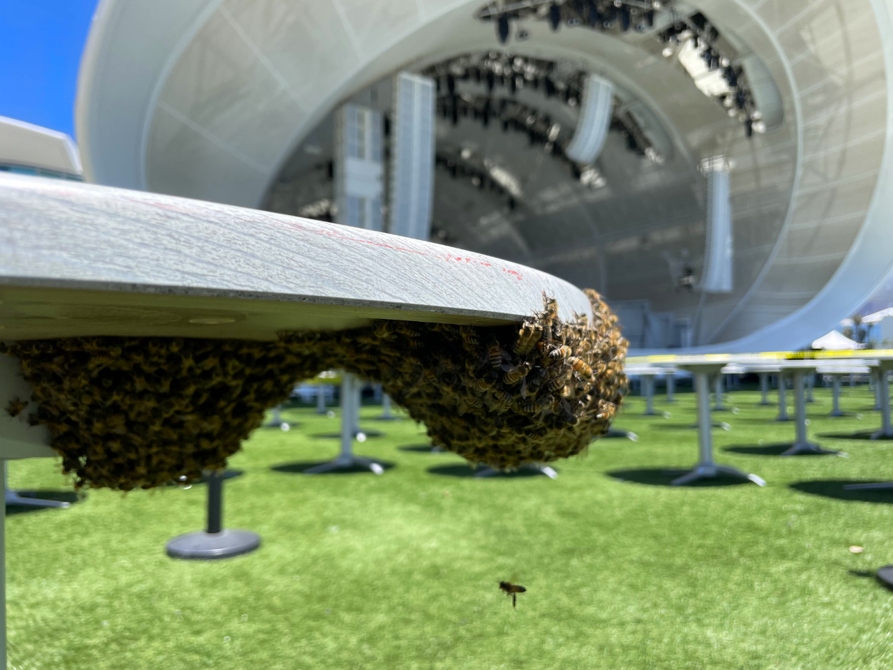 Bees hanging under a picnic table in Jacobs Park San Diego, CA