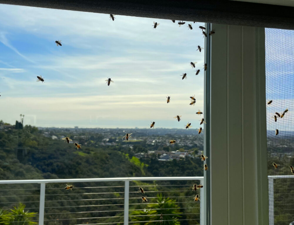 Are Bees attracted to light? Bee Best Bee Removal