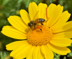 Bee forging for pollen on sunflower in the spring