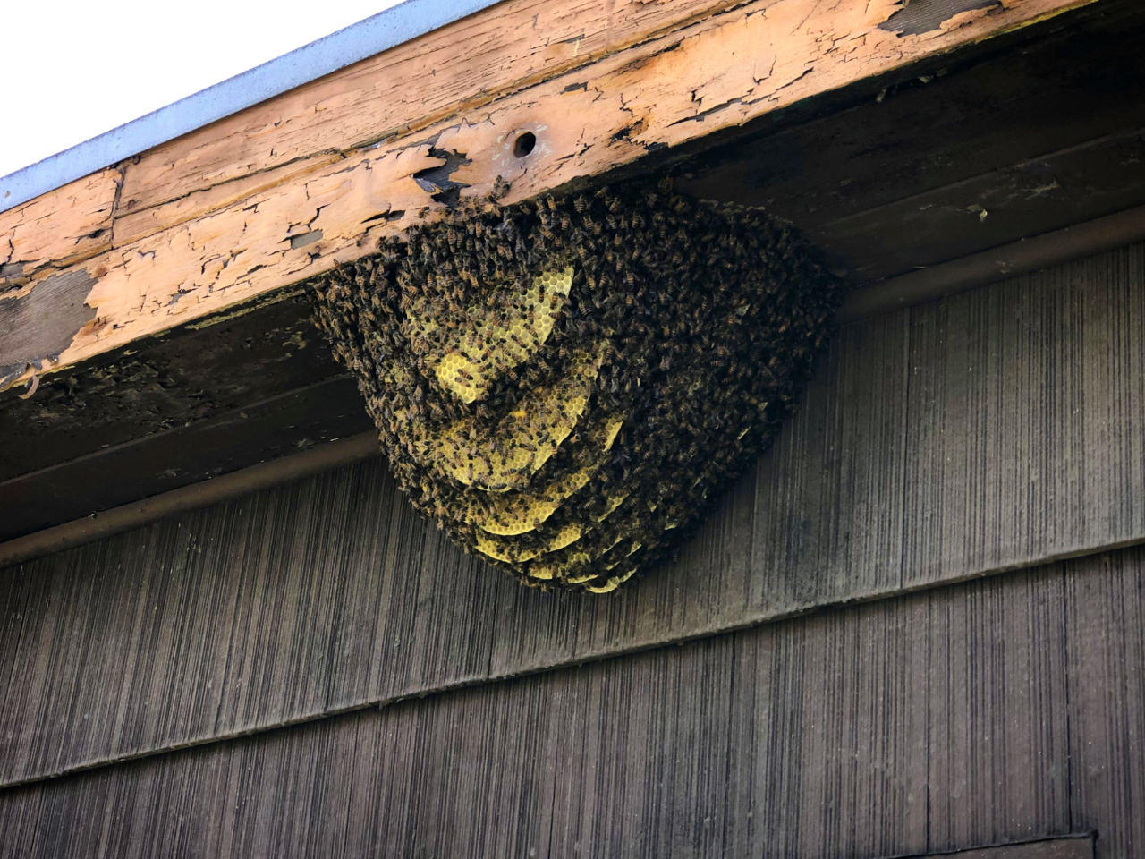 bee-hive-hanging-from-roof