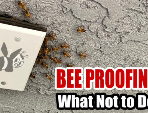 Bee Proofing: What not to do