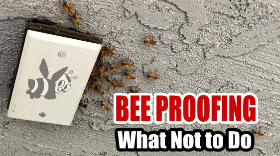 vee-proofing-bee-best-bee-removal