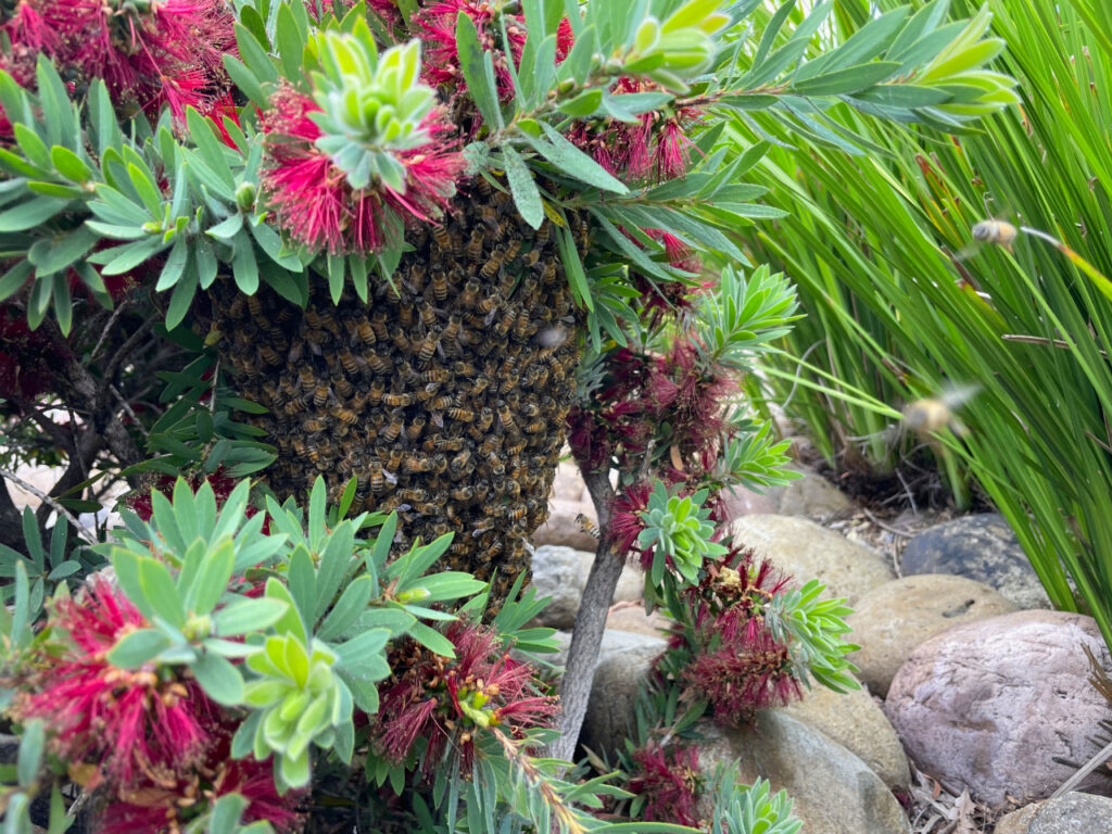sandiego-garden-bees