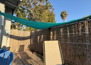 Bee Swarm hanging on Bamboo Patio fence