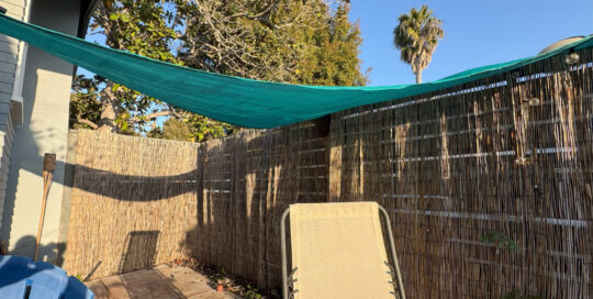Bee Swarm hanging on Bamboo Patio fence