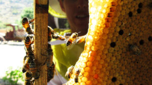 Bee best beekeeper showing hive box frame