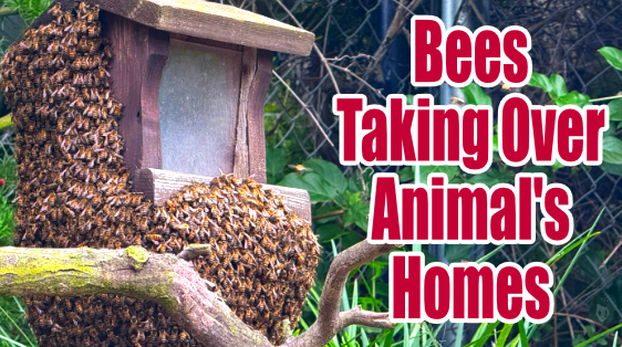 Article header showing a bee swarm covering a birdhouse