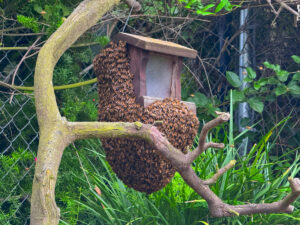 Giant Bee swarm covering 75% of a bird house